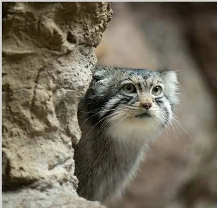 Pallas’s cat